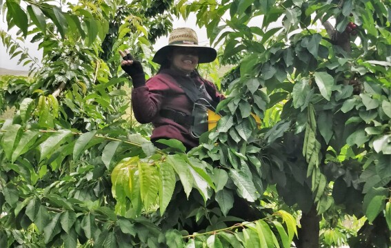 Fruit picking 2