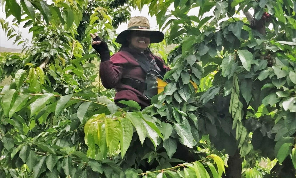 Fruit picking 2