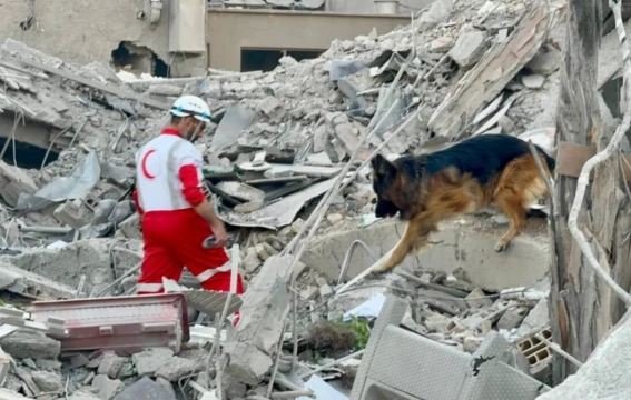 Middle East Rubble and Dog
