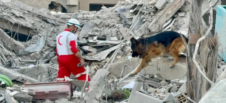Middle East Rubble and Dog
