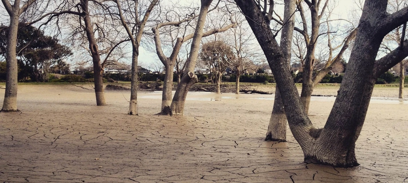 Trees in a dry landscape.
