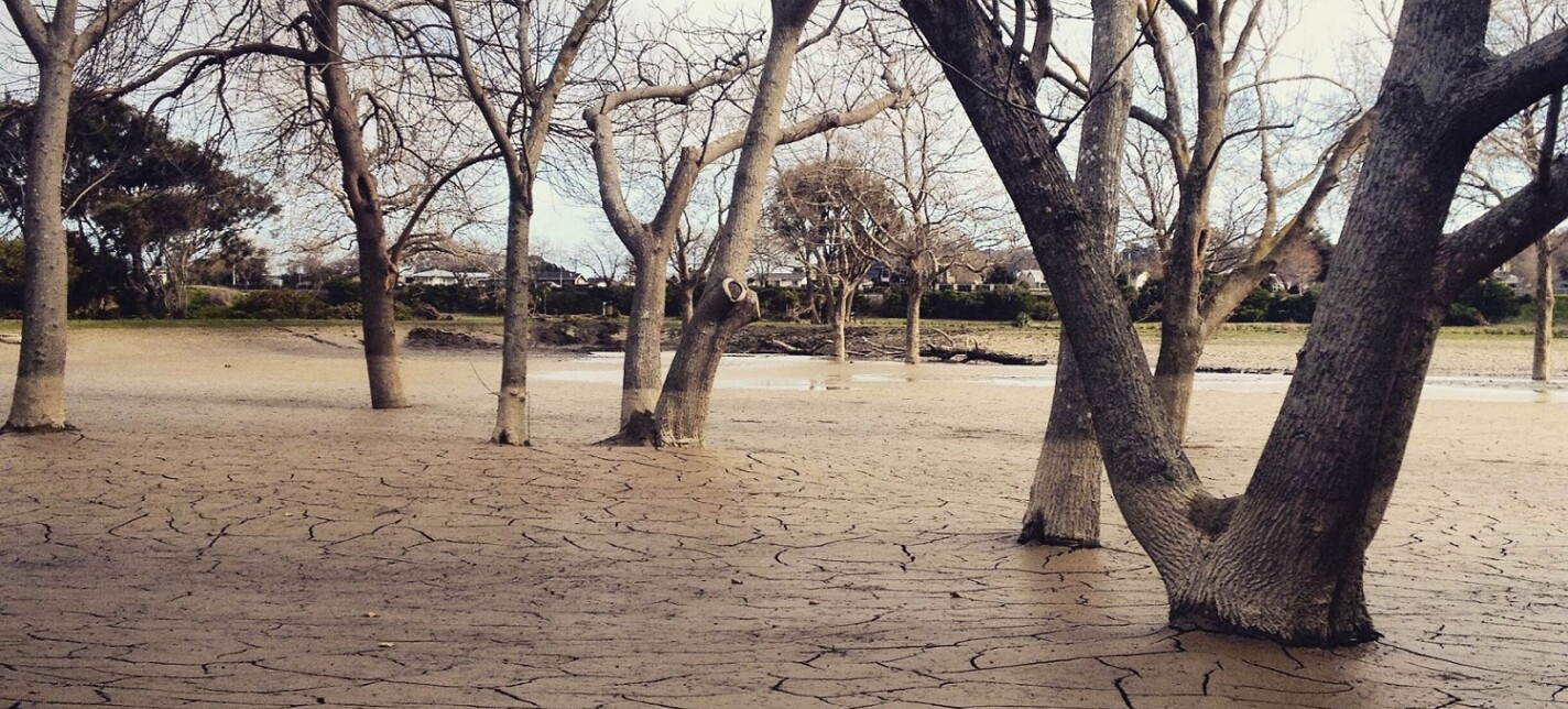 Trees in a dry landscape.