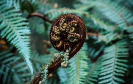 A koru.