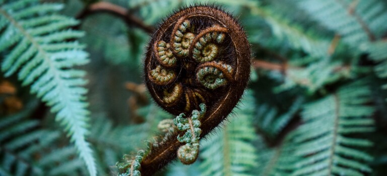 A koru.