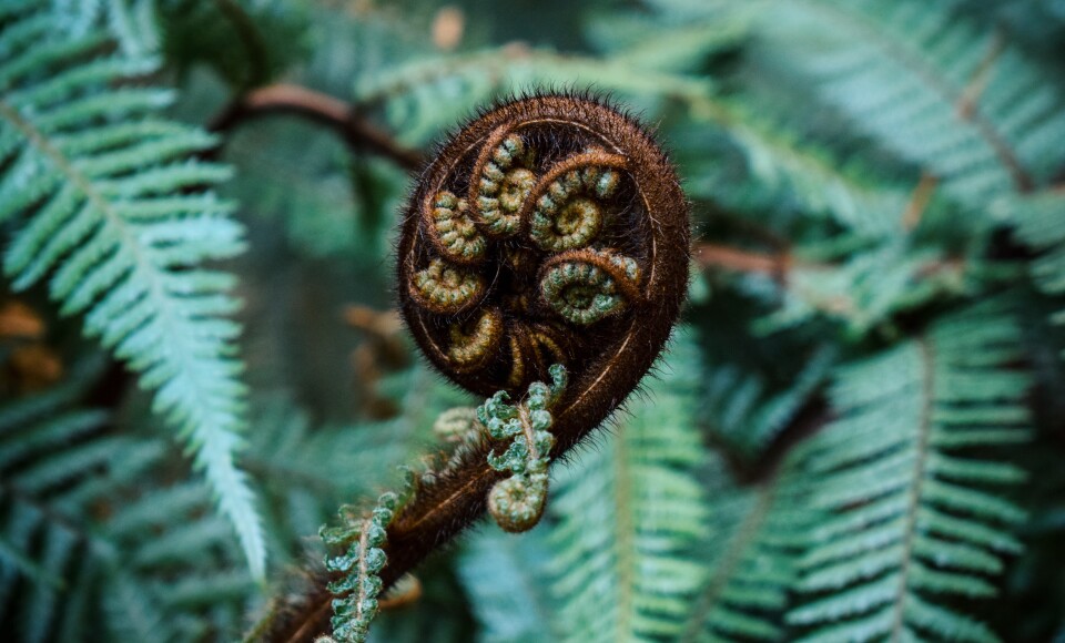 A koru.