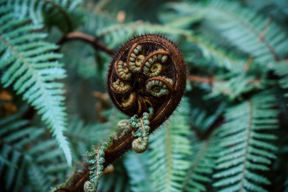 A koru.