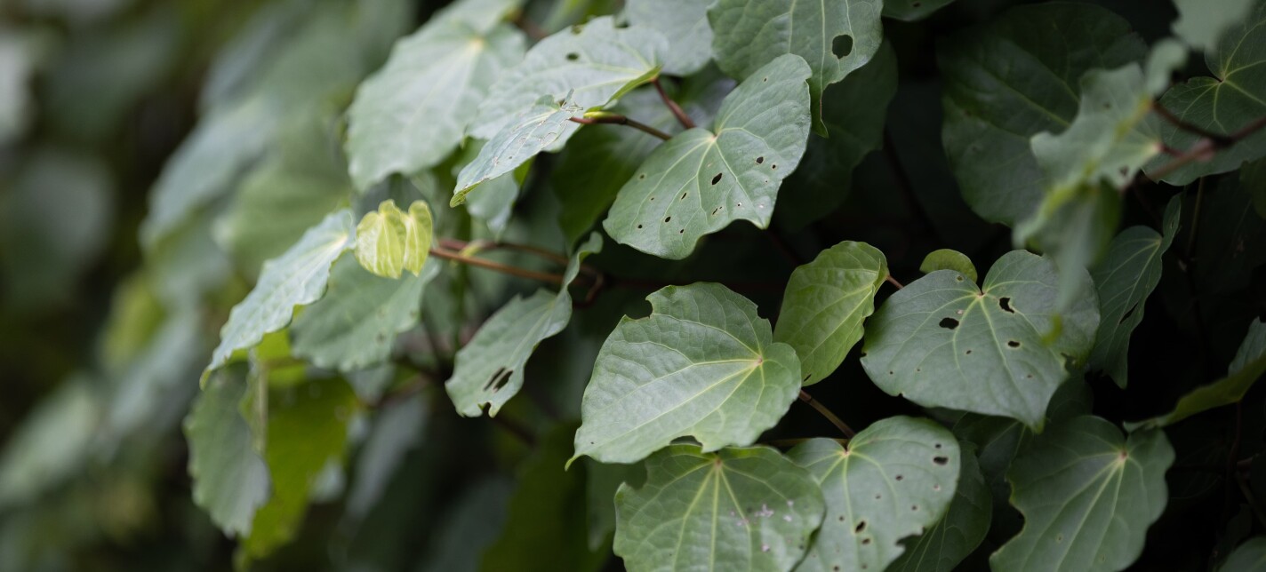 Kawakawa leaves